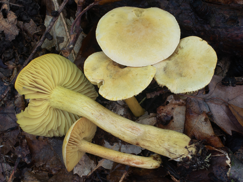 Tricholoma sulphureum